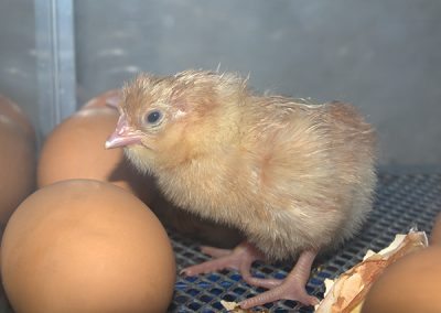 Easter Chicks 2014